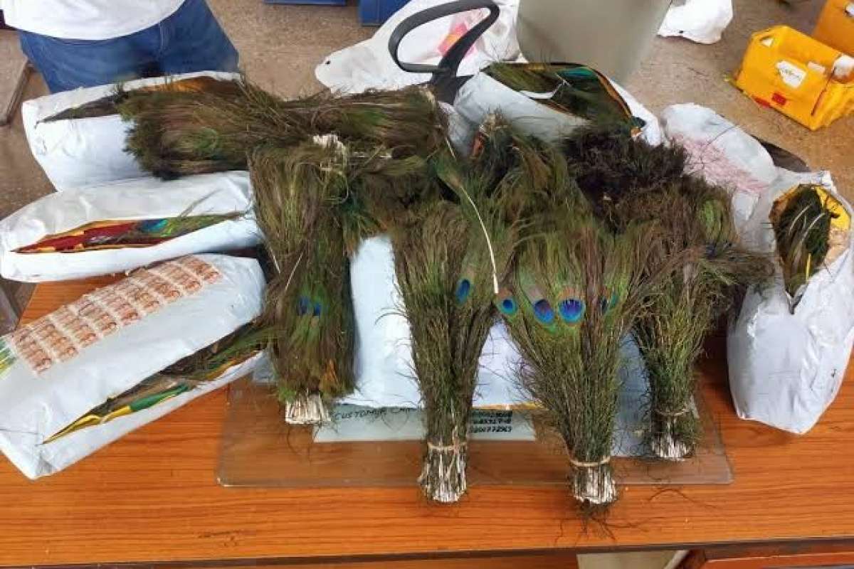 Hindistan'dan Hong Kong'a kaçırılmak istenen 8 kilo tavus kuşu tüyüne el konuldu