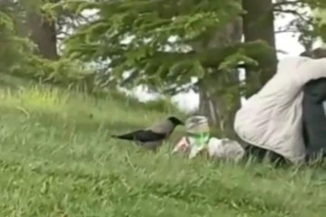 ‘Hırsız Karga’ parkta oturan gençlerin cipsini çaldı
