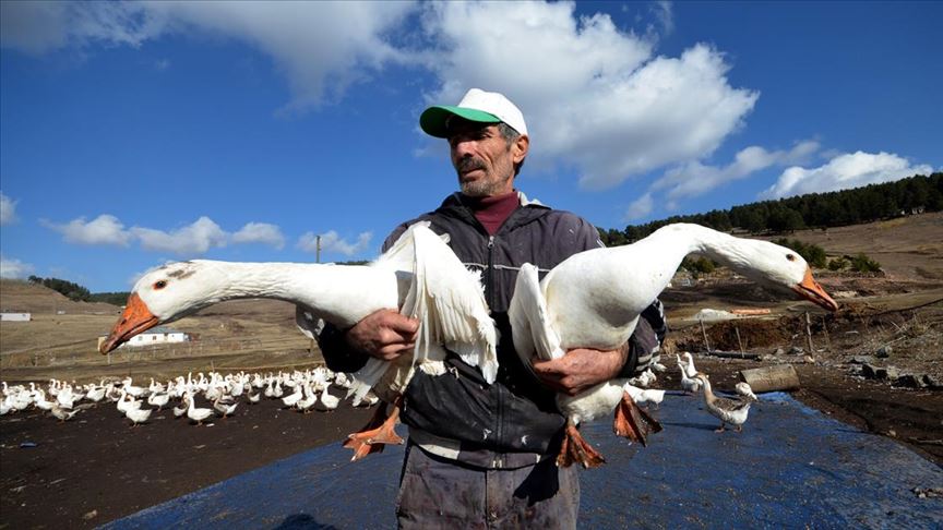 Hobi için kurduğu çiftlikte yetiştirdiği kazları Türkiye’nin dört bir yanına gönderiyor