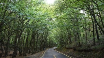 İçişleri Bakanlığı genelgesi ile orman alanlarına girişler 31 Ekim'e kadar yasaklandı