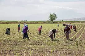İslahiye'de mevsimlik tarım işçilerinin günlük ücretleri belirlendi