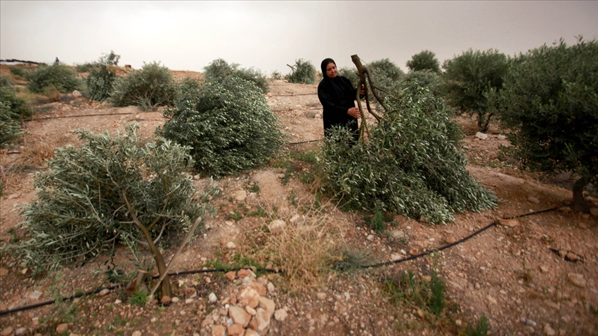 İsrail askerleri Batı Şeria'da Filistinlilere ait 2 bin zeytin ağacını söktü