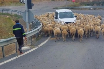 İstanbul-Tekirdağ yolunda araçların koyun sürüsüyle imtihanı: Tebessüm ettiren görüntüler