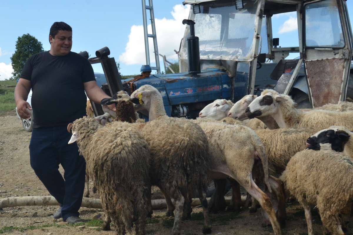 İstanbul'da 7 bin lira maaşı bıraktı, köyünde çobanlığa başladı