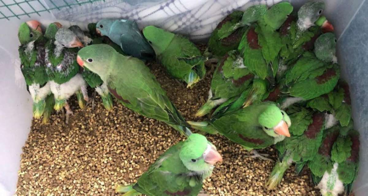 İstanbul'da kanatlı hayvan operasyonu: 38 İskender papağanı kurtarıldı