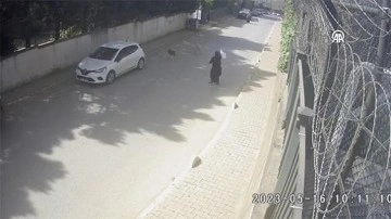 İstanbul'da köpeklerin iki kadına saldırısı kamerada