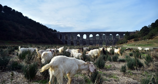 İstanbul'da kuraklık nedeniyle balıkların yüzdüğü baraj, koyunlara kaldı
