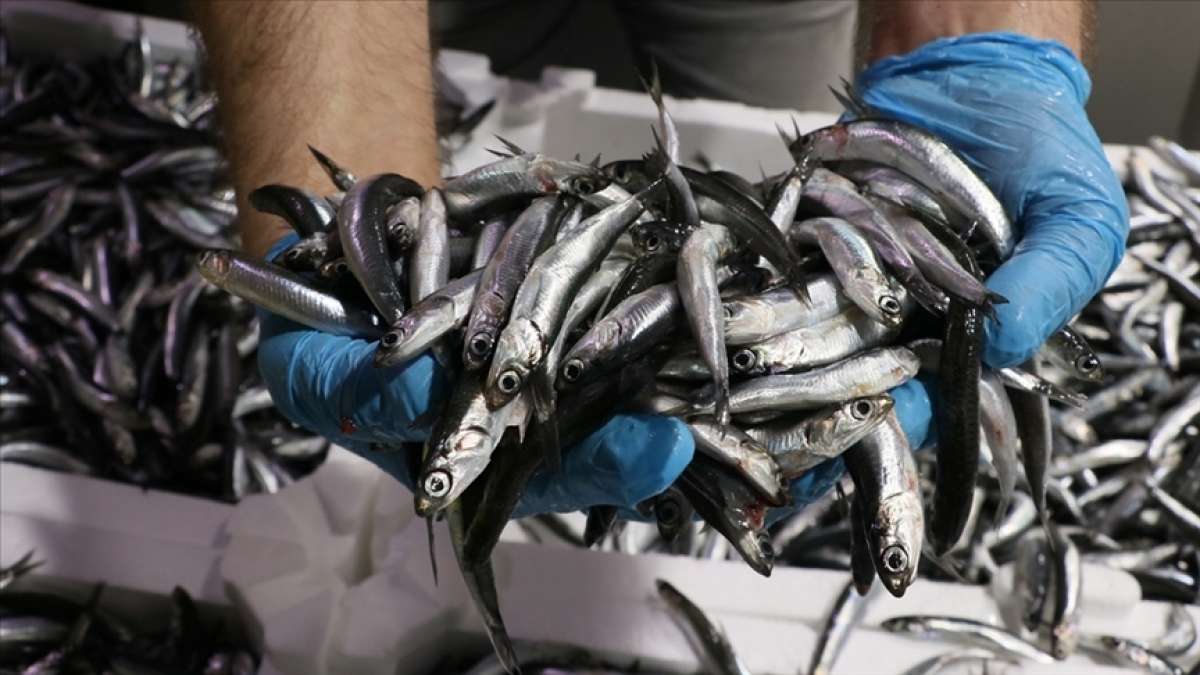 İstanbul'da yasa dışı balık avcılığına 11 milyon lira ceza kesildi