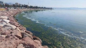 İzmir Körfezi deniz maruluyla yeşile büründü