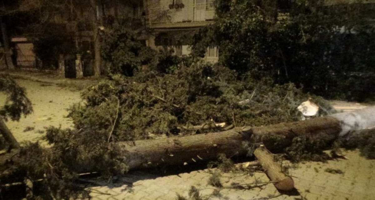 İzmir'de fırtına sebebiyle ağaç sokağa düştü