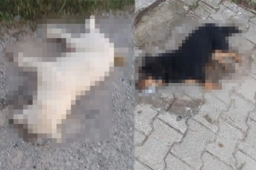 İzmir’de vicdansızlık: Zehirlenen 31 sokak hayvanı öldü