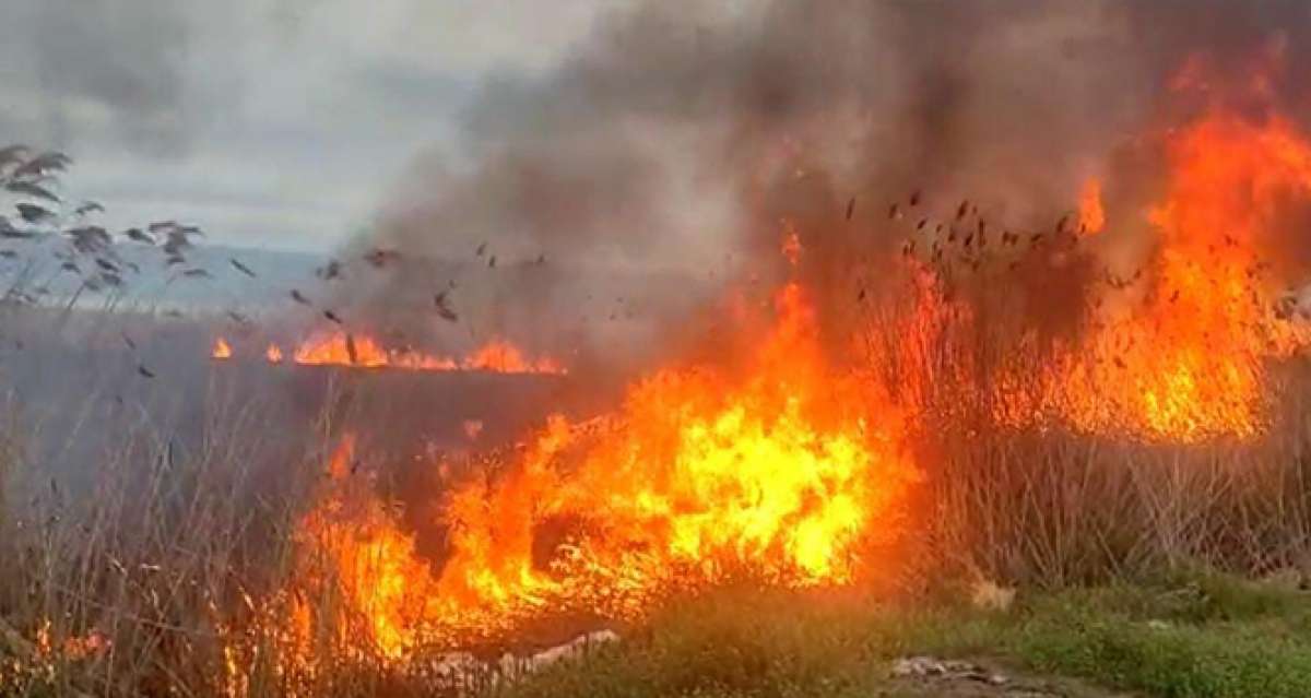 İznik Gölü kıyısında büyük yangın: 15 dönüm alan kül oldu