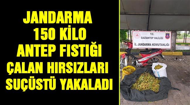 Jandarma, 150 kilo Antep fıstığı çalan hırsızları suçüstü yakaladı 