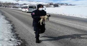 Jandarmanın bitkin halde bulduğu köpek veterinere teslim edildi