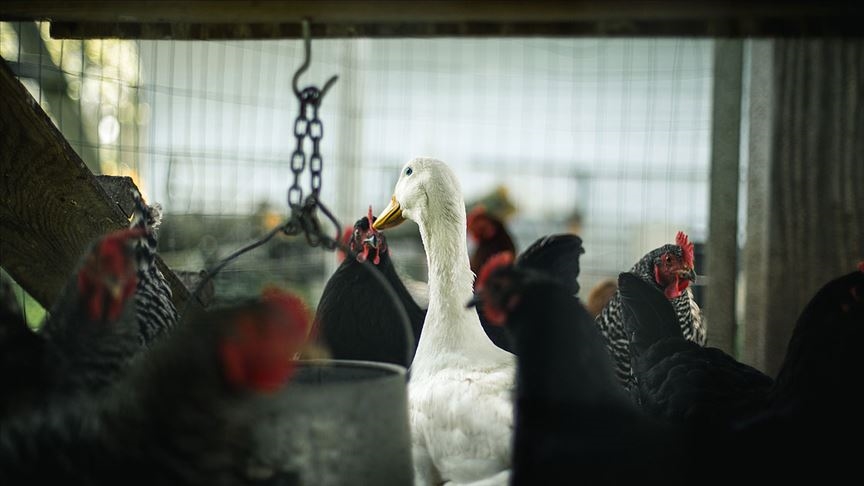 Japonya'nın Tokuşima eyaletinde bir çiftlikte kuş gribi tespit edildi