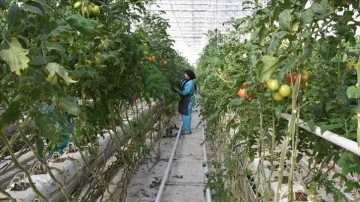 Jeotermal serada yetiştirilen domatesler Avrupa ülkelerinden ilgi görüyor