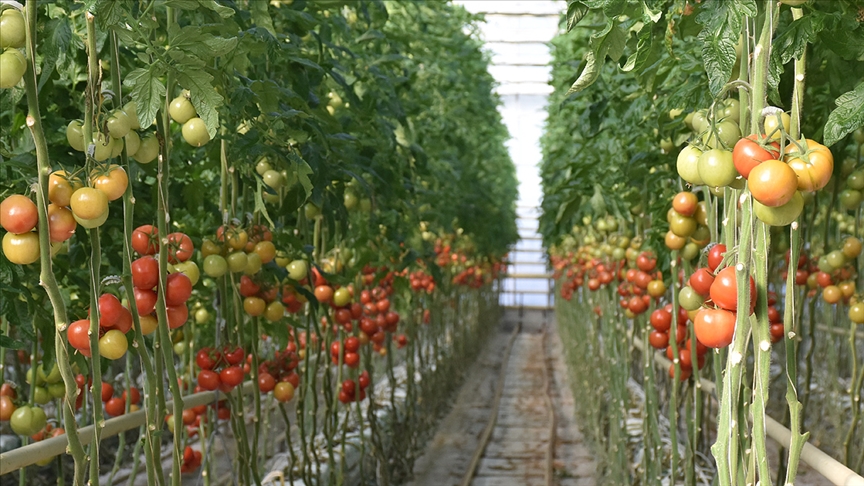Jeotermal seralarda üretilen domatesler yurt dışına da gönderiliyor