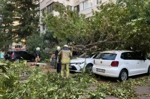 Kadıköy’de mahalleli uykudayken kestane ağacı park halindeki 4 aracın üzerine devrildi