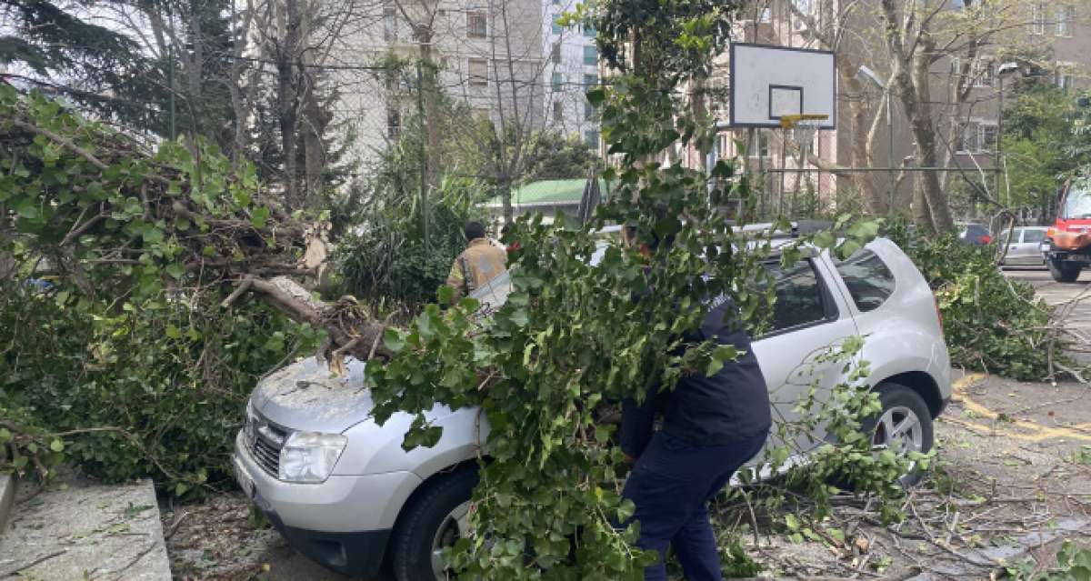 Kadıköy'de park halindeki otomobillerin üzerine ağaç devrildi