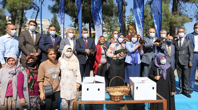 Kadın &ccedil;ift&ccedil;ilere tavuk desteği