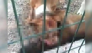 Kafesi parçalayan pitbull Alman kurdunu boğdu