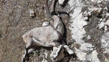 Kahramanmaraş'ta 2 yaban keçisi avcısına 125 bin lira ceza kesildi