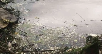 Kahramanmaraş’ta balık ölümleri üzerine harekete geçildi