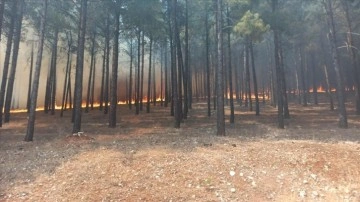 Kahramanmaraş'ta ormanlık alanda yangın çıktı