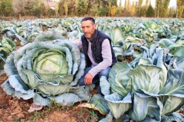 Kahramanmaraş'ta yetiştirilen dev lahanalar görenleri şaşkına çevirdi