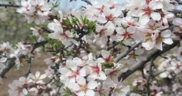 Kahta’da "Nemrut Badem Çiçeği Festivali" düzenlendi