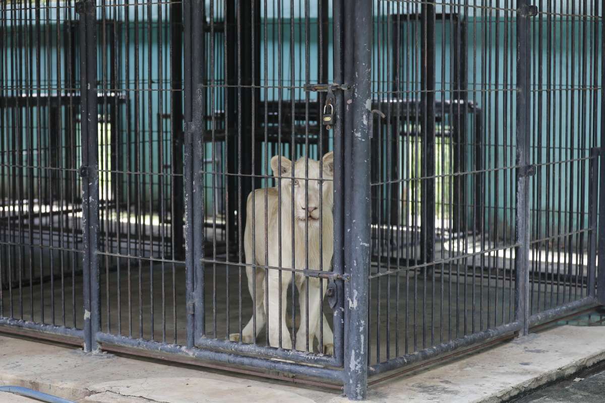 Kamboçya'da devletin el koyduğu TikTok fenomeni aslan sahibine iade edildi