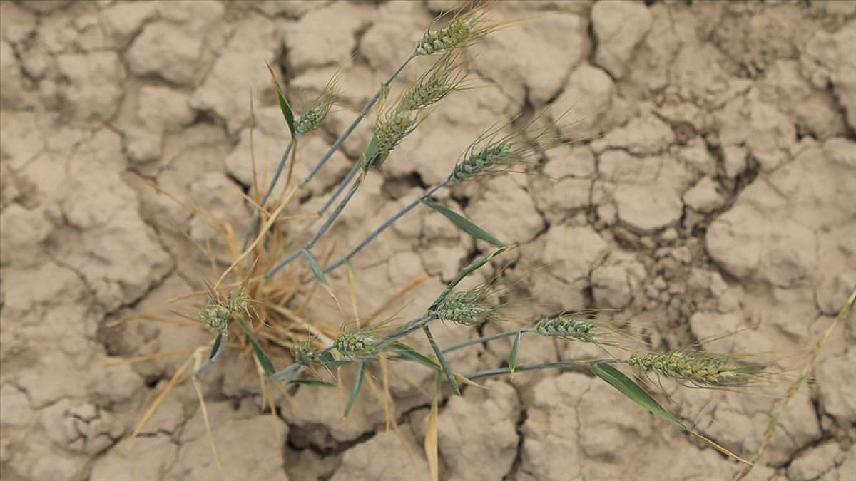 Kanada'da aşırı sıcaklarla gelen kuraklık tarımsal afete neden oldu