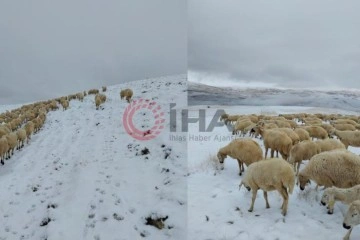 Kar altında otlayan sürü çoban tarafından görüntülendi