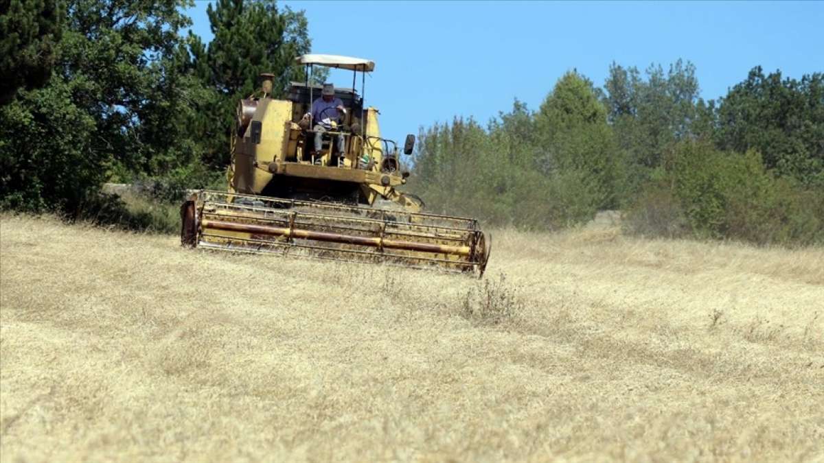 Karabük'te "buğdayın atası" siyezin hasadı sürüyor