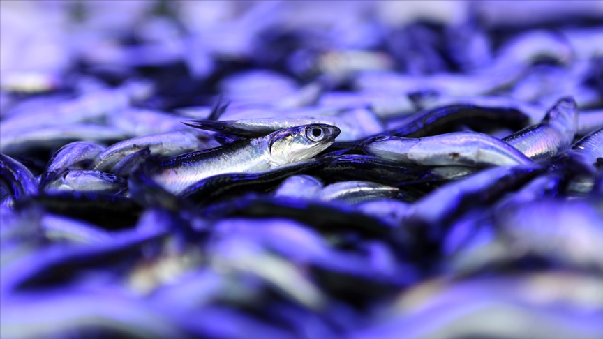 Karadeniz'de hamsi avının kısmen durdurulması Trabzon'da balığın fiyatını artırdı