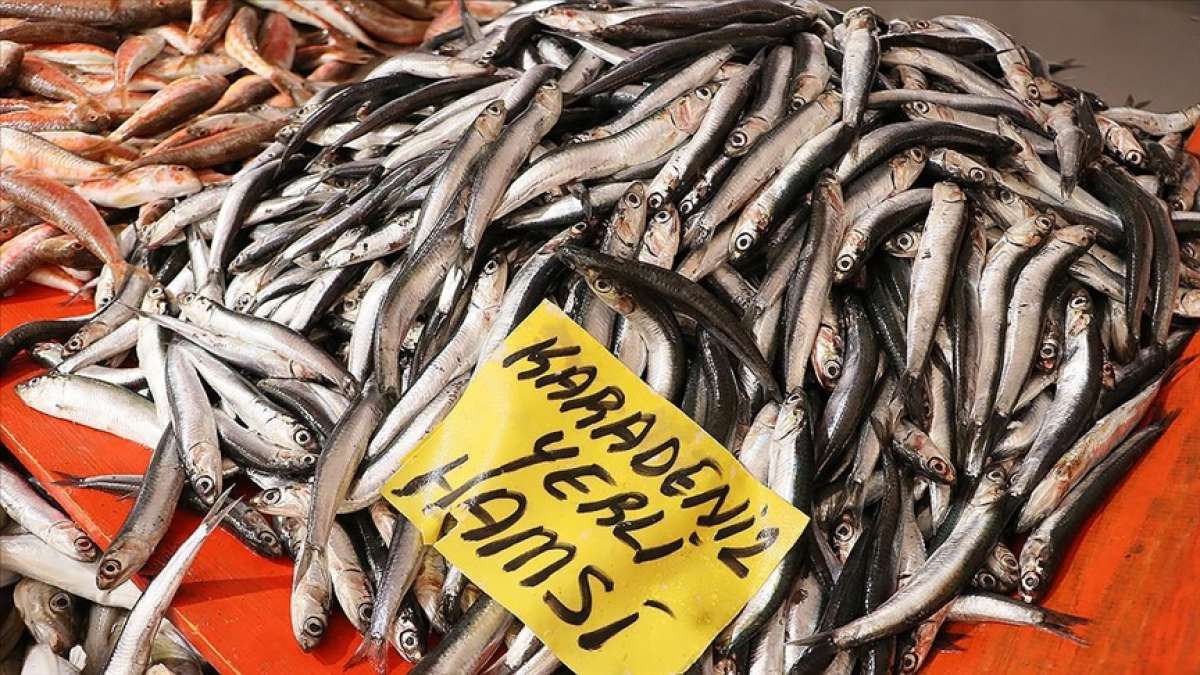 Karadenizli balıkçılar sezonu 'kötü' geçiriyor