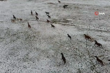 Karlar içinde koşturan atlar havadan görüntülendi