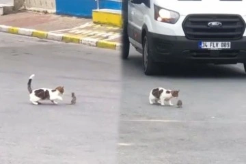 Kartal’da trafikte kedi ile farenin kavgası sürücülere zor anlar yaşattı
