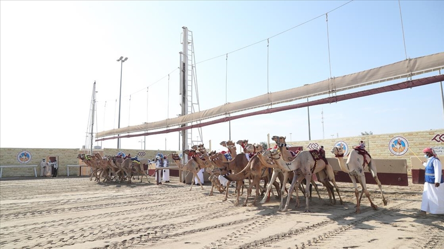 Katarlılar ata sporu deve yarışlarını severek sürdürüyor