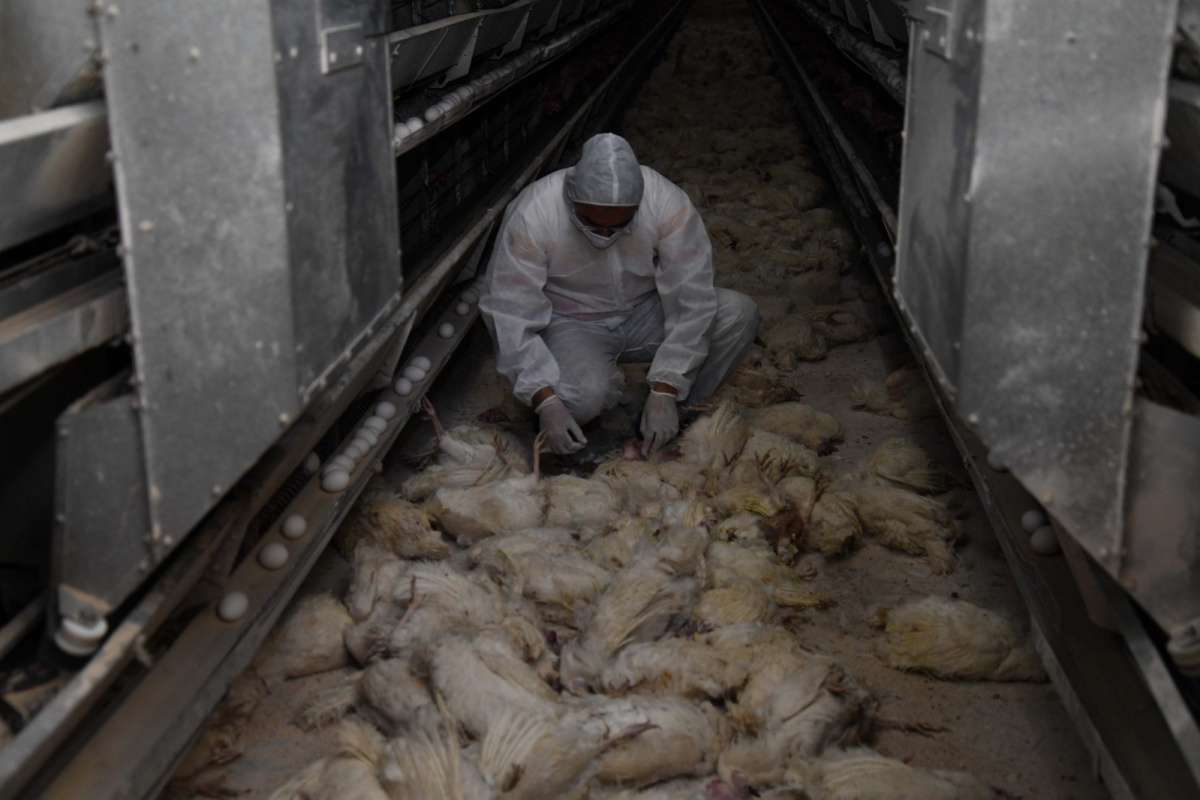 Kayseri'deki tavuk çiftliğinin deposunda yangın çıktı: 10 bin tavuk telef oldu