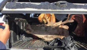Kaza yapan avcıların bagajından kızıl geyik çıktı
