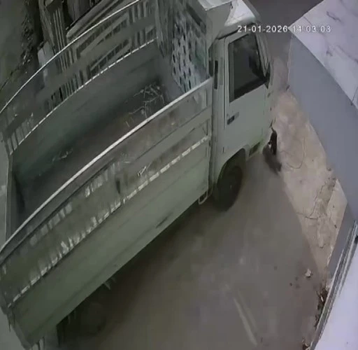 Kedi ezen s&uuml;r&uuml;c&uuml;ye hayvan barınağında &ccedil;alışma cezası