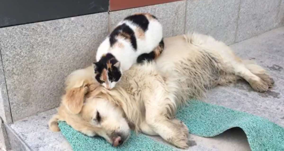 Kedi ile köpeğin şaşırtan dostluğu