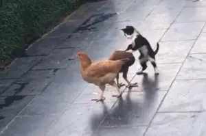 Kedi ile tavukların dostluğu!