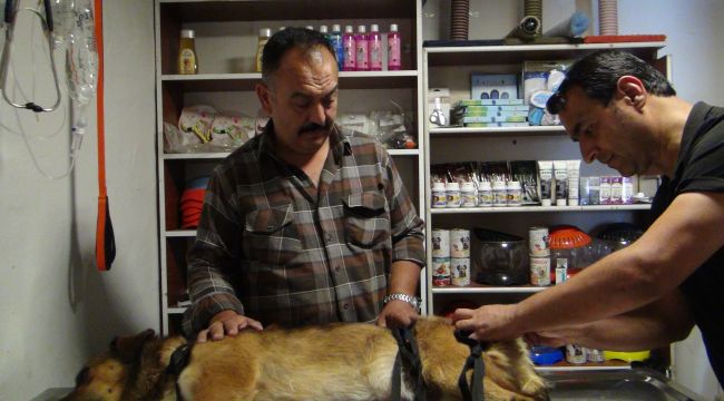  Kediyi kovalayan k&ouml;peğin ayağına tasmasındaki demir saplandı