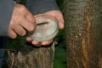 Kestane ormanlarında kestane dal kanseriyle ilgili mücadele devam ediyor