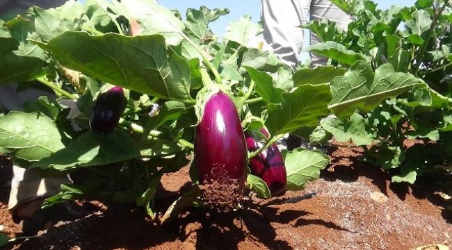 Kilis'te patlıcan hasadı başladı