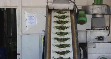 Kilis’te zeytinyağı fabrikaları tam kapasite çalışıyor