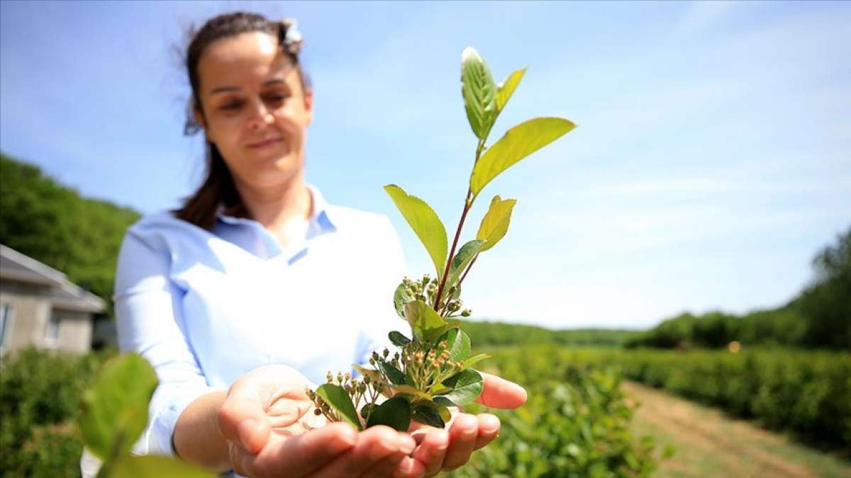 Kırklareli'nde kıraç alanlarda üretimine başlanan 'aronya'nın ihracatı hedefleniyor