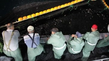 Kocaeli'de balıkçıların ağları sezonun ilk gününde istavritle doldu